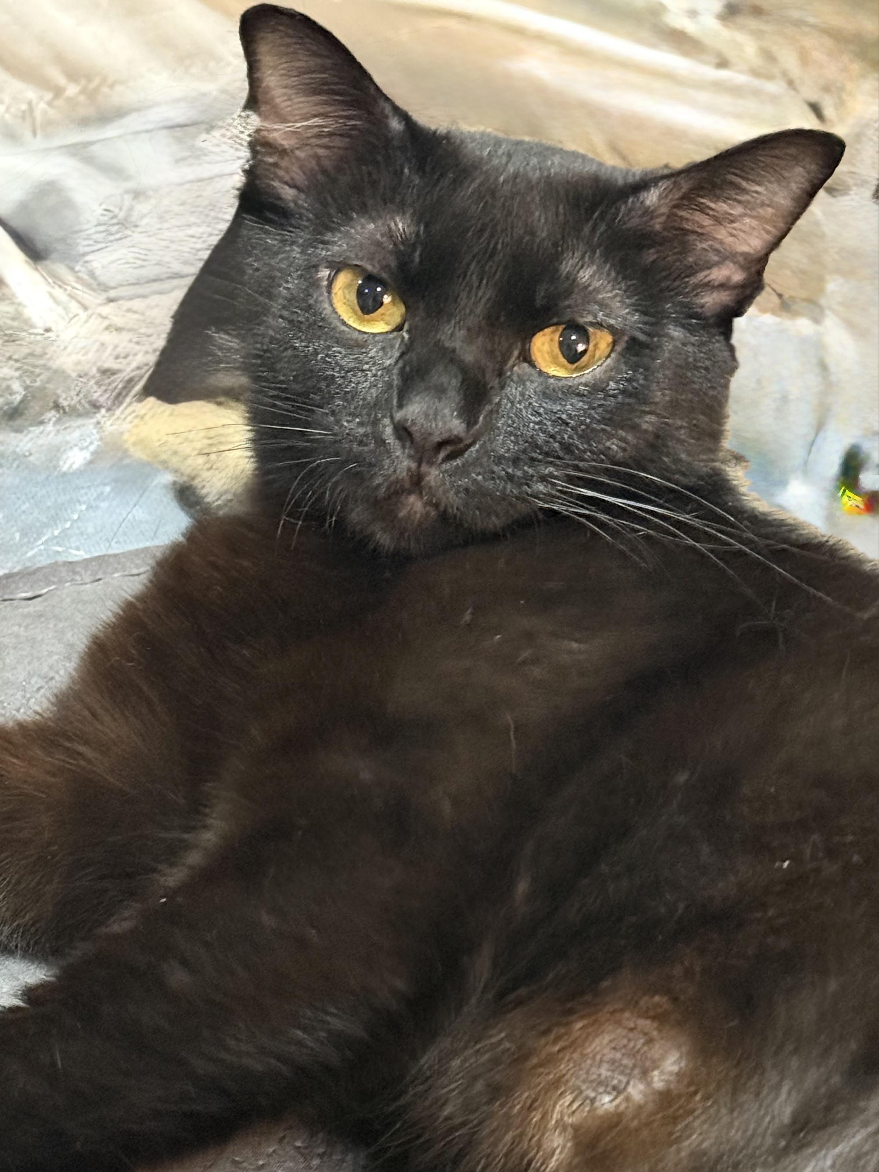 Momma, a ADOPTABLE American Bobtail in Lincoln Park, NJ image 4/4