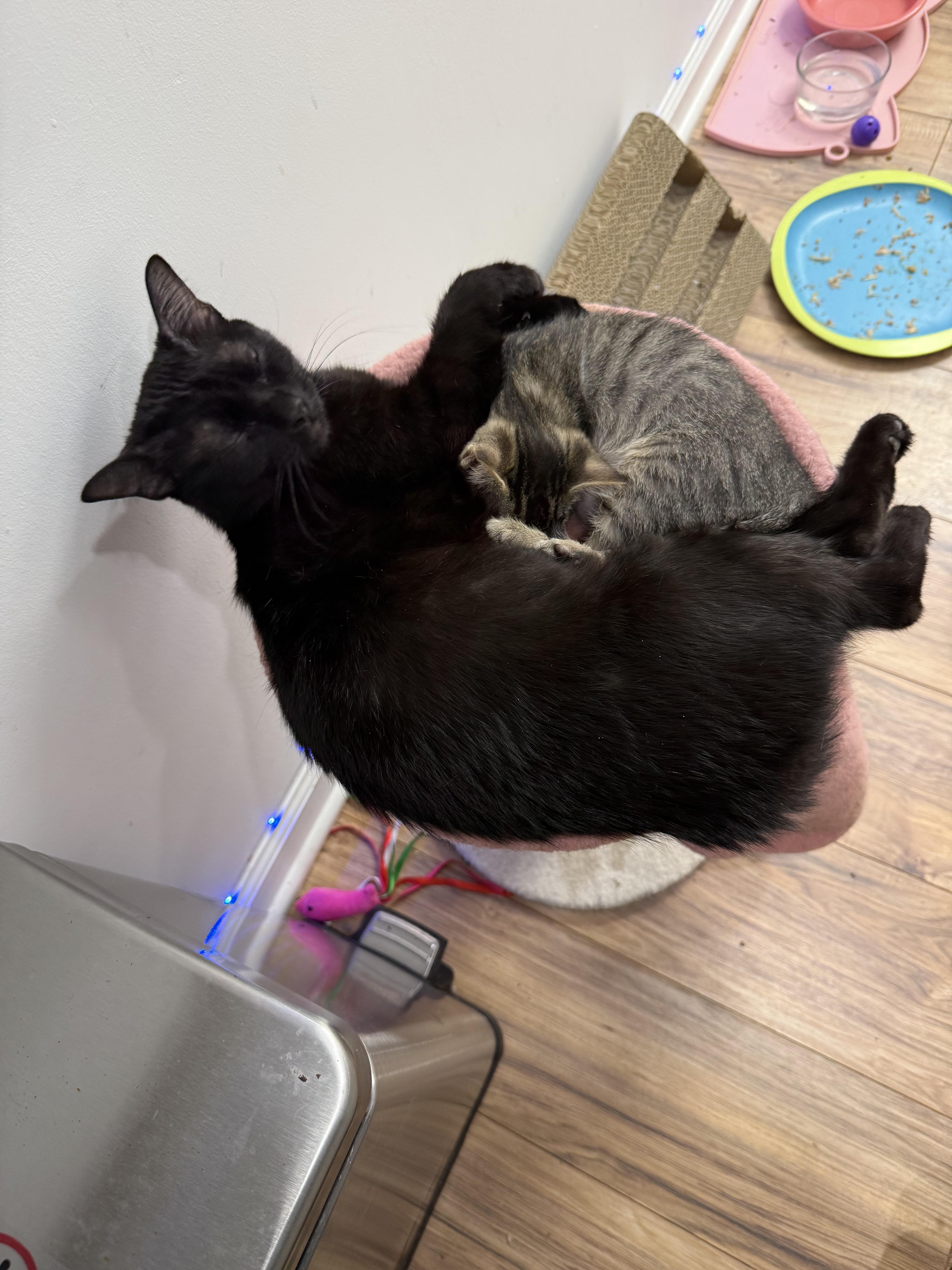 Momma, a ADOPTABLE American Bobtail in Lincoln Park, NJ image 2/4
