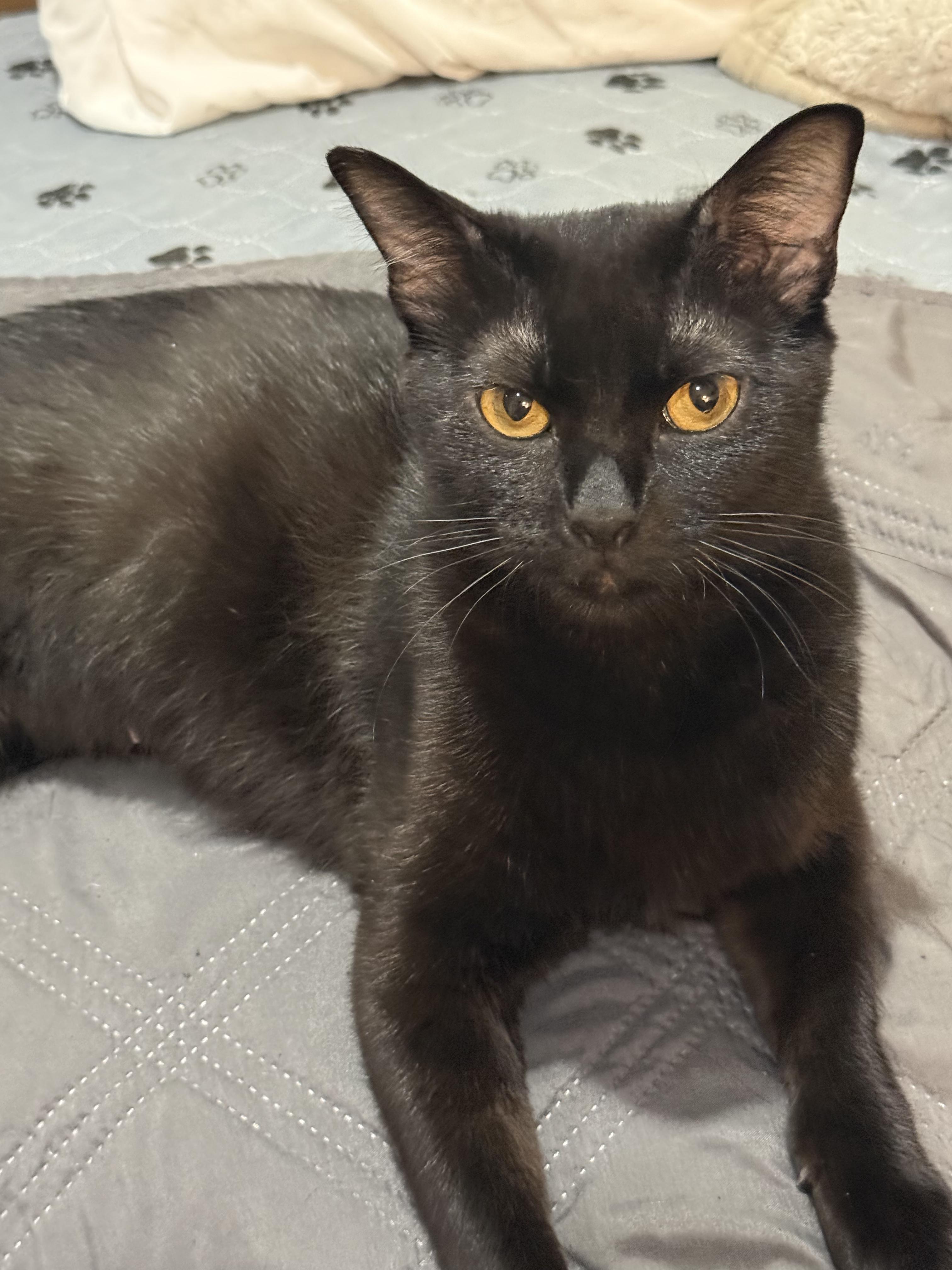 Momma, a ADOPTABLE American Bobtail in Lincoln Park, NJ image 1/4