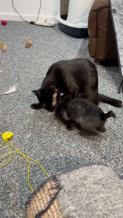 Enlarge Momma, a ADOPTABLE American Bobtail in Lincoln Park, NJ video 3/4