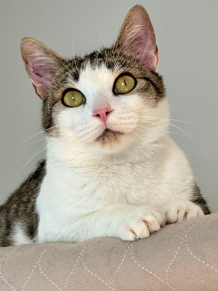 Enlarge Antoinette, a Adoptable Domestic Short Hair in McDonough, GA image 2/2