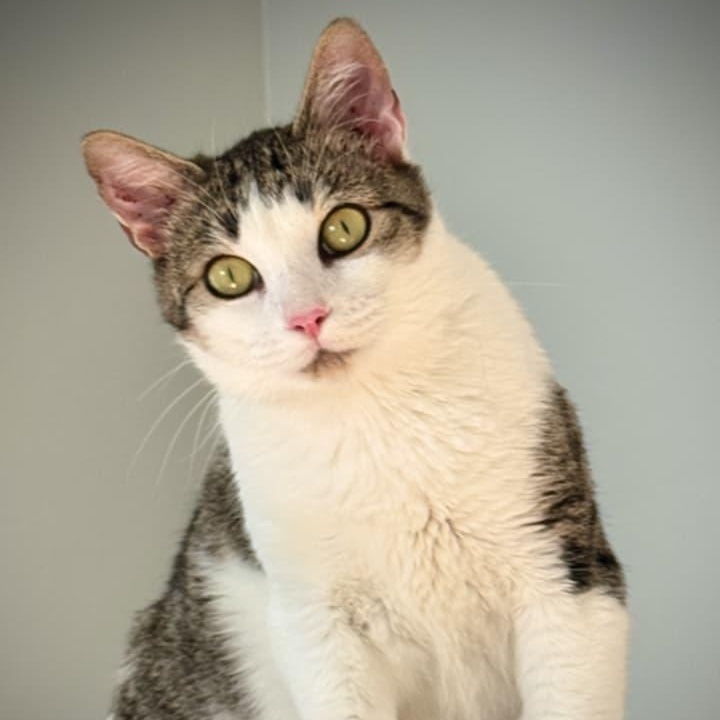 Antoinette, Adoptable, Adult Female Domestic Short Hair.
