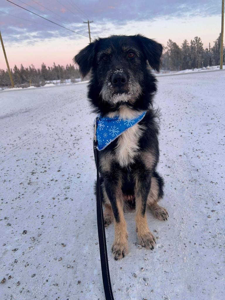 Enlarge Lucky, a Adoptable mixed breed in Yellowknife, NT image 1/2
