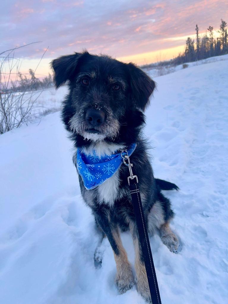 Enlarge Lucky, a Adoptable mixed breed in Yellowknife, NT image 2/2
