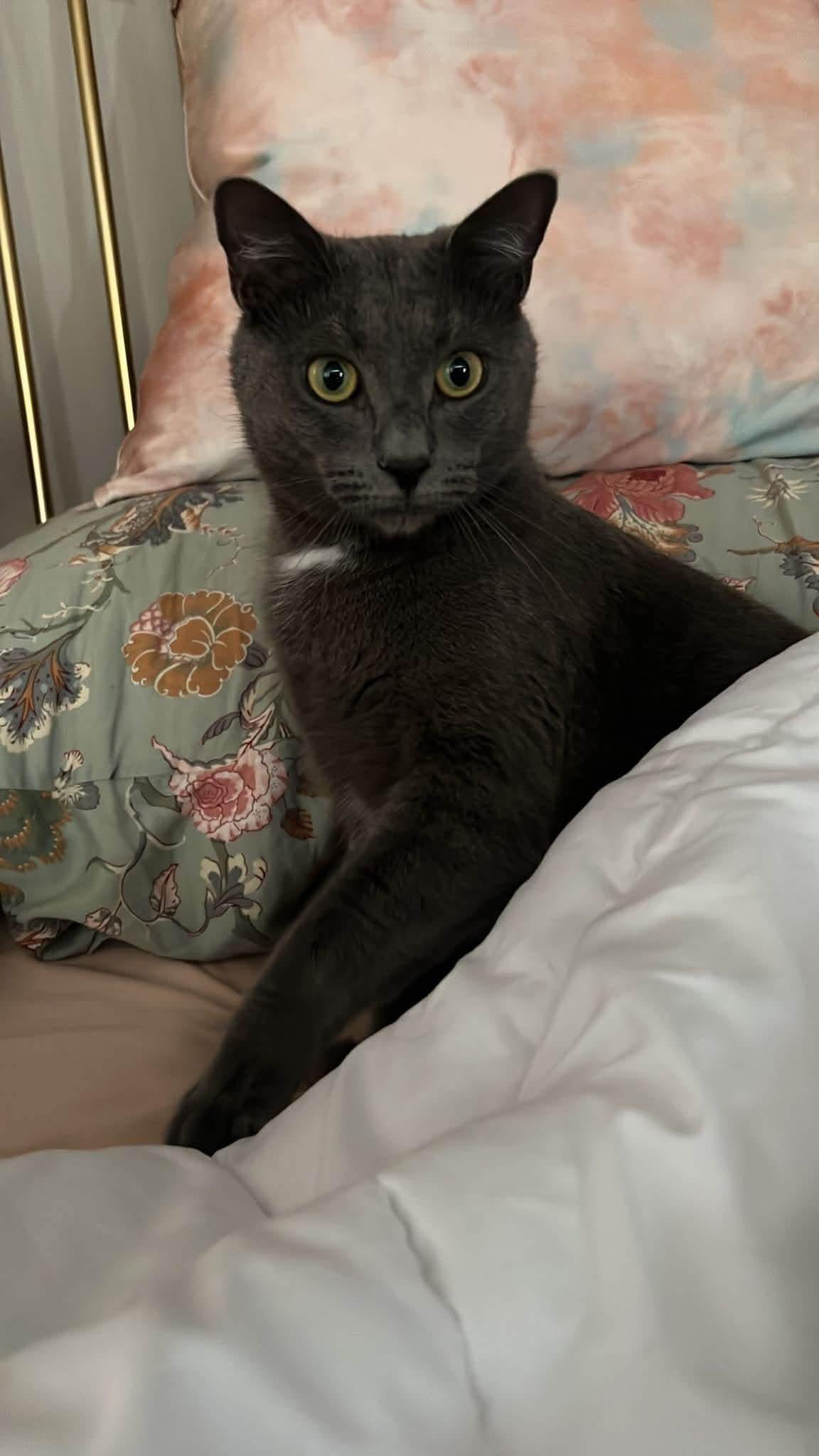 Enlarge Greg (Grey) and Timmy (B/W), an adoptable Domestic Short Hair in staten island, NY image 3/6