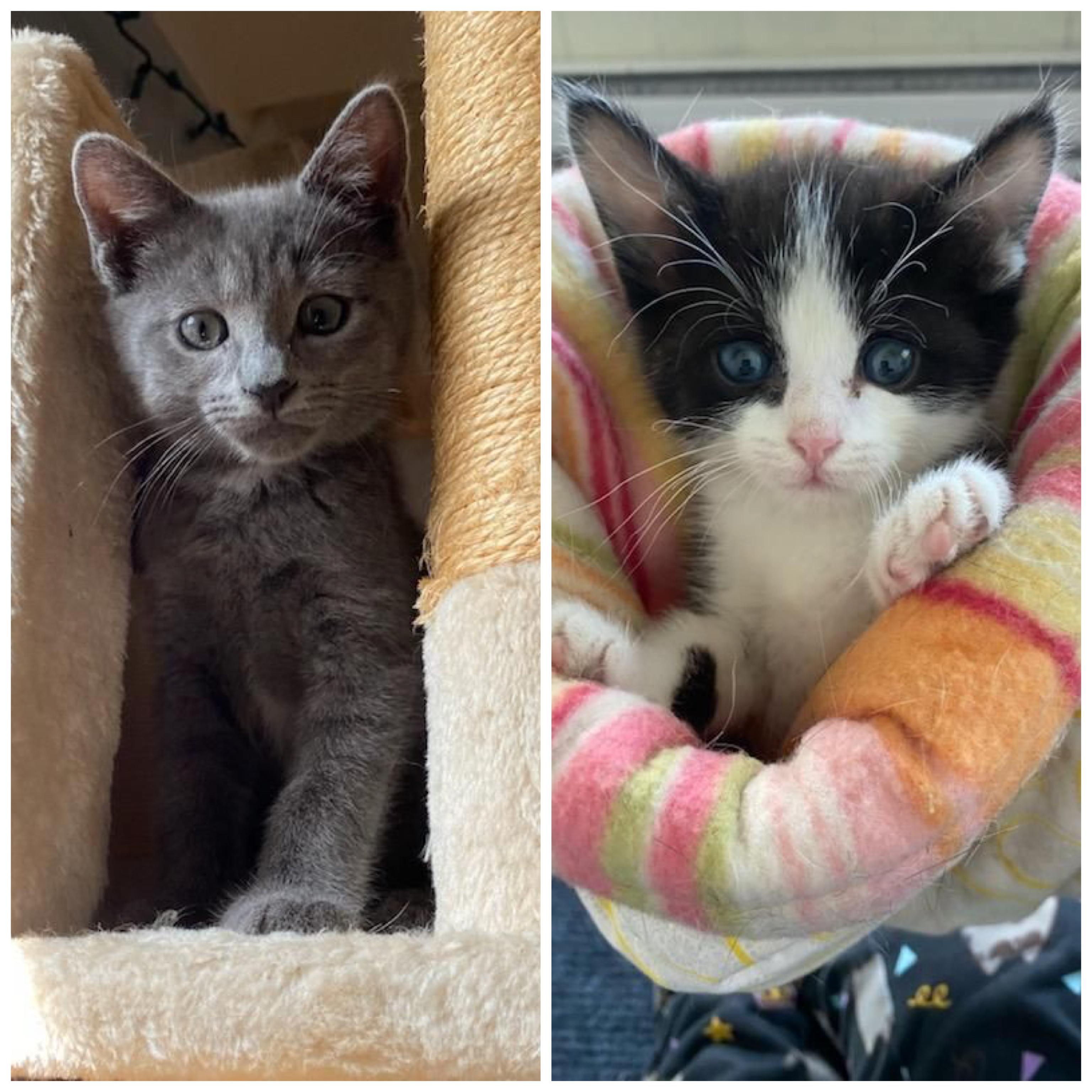 Enlarge Greg (Grey) and Timmy (B/W), an adoptable Domestic Short Hair in staten island, NY image 5/6
