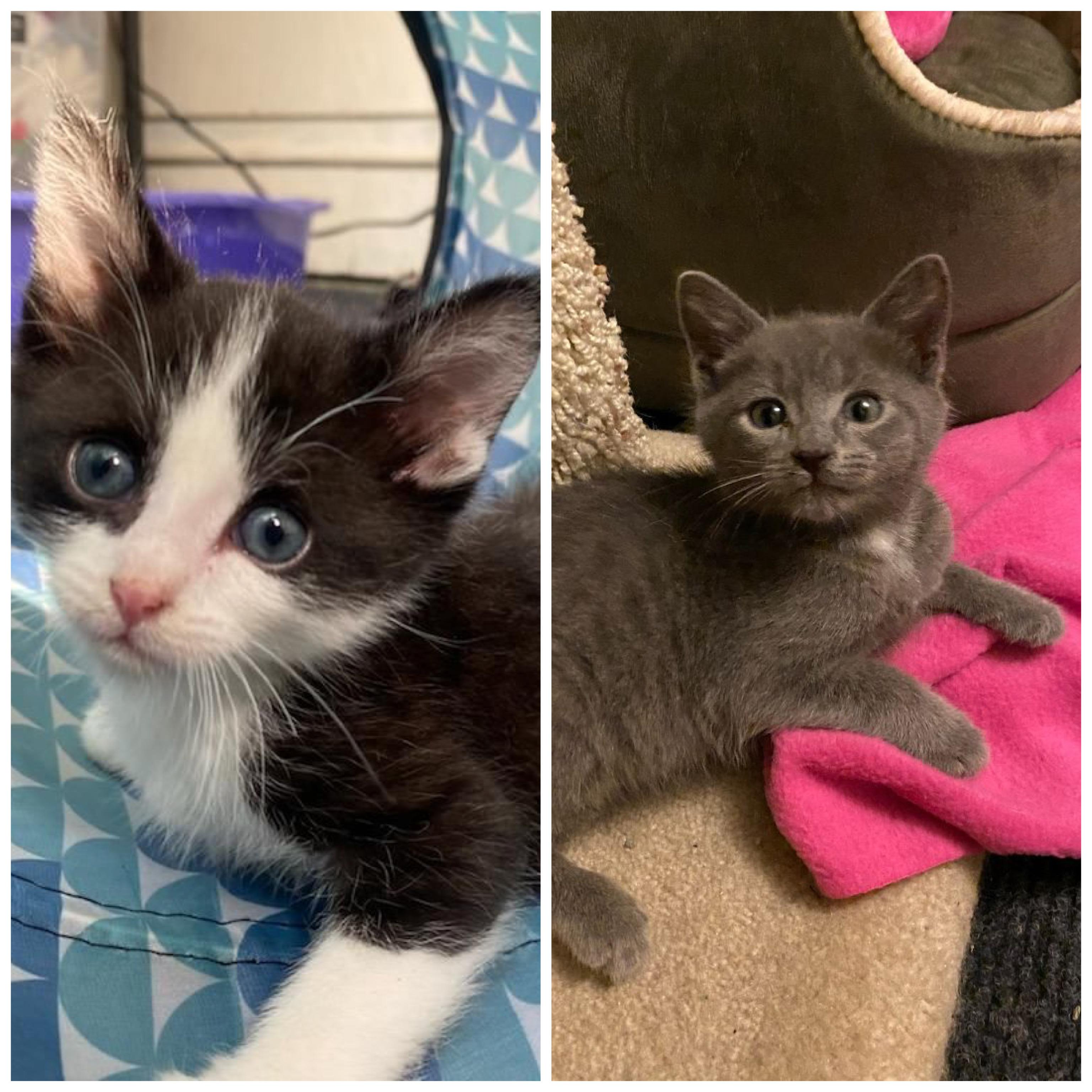 Enlarge Greg (Grey) and Timmy (B/W), an adoptable Domestic Short Hair in staten island, NY image 6/6