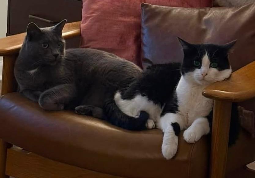 Enlarge Greg (Grey) and Timmy (B/W), an adoptable Domestic Short Hair in staten island, NY image 1/6