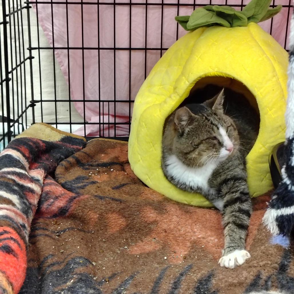 Enlarge Whiskey, a Adoptable Domestic Short Hair in Coos Bay, OR image 2/4