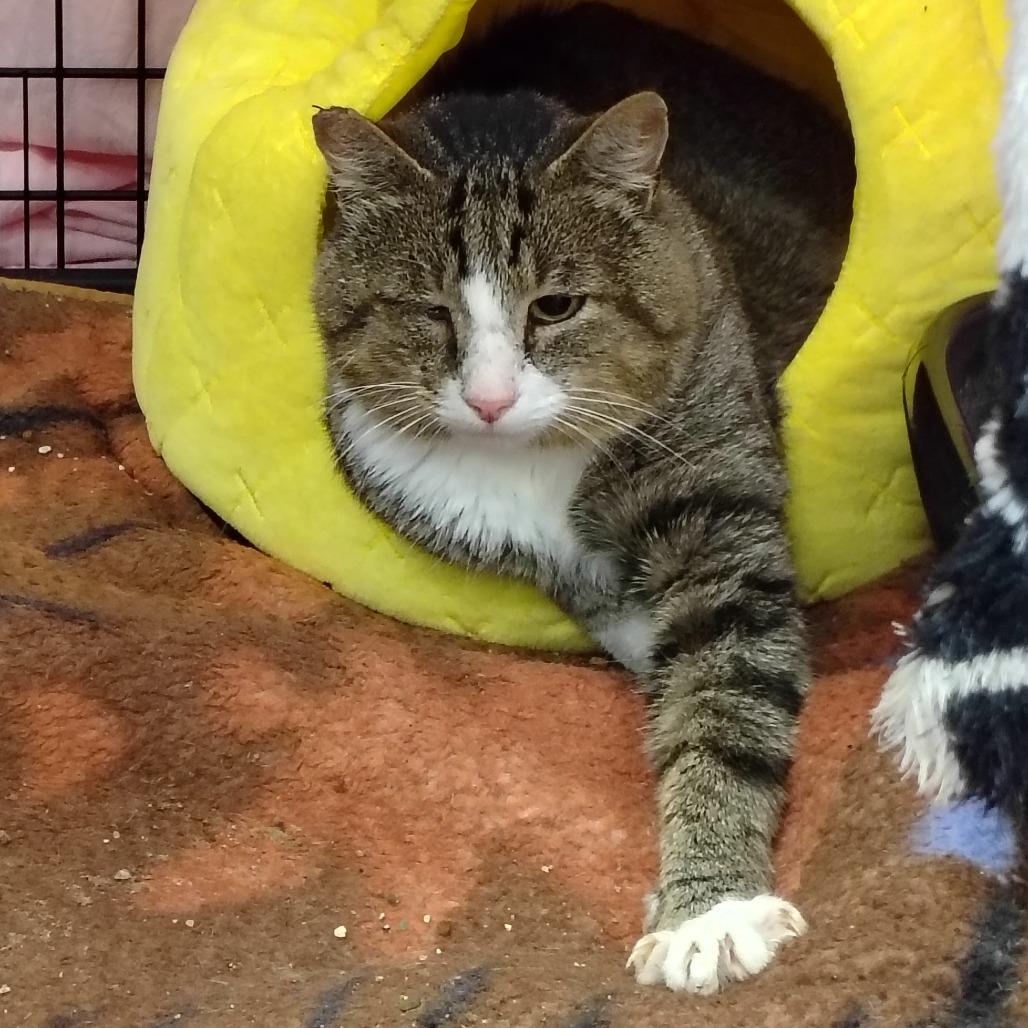 Enlarge Whiskey, a Adoptable Domestic Short Hair in Coos Bay, OR image 3/4