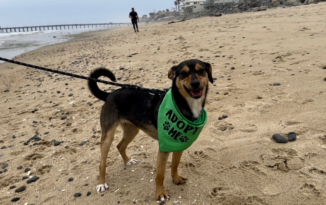 Enlarge Ruby, a Adoptable mixed breed in Ramona, CA image 1/12