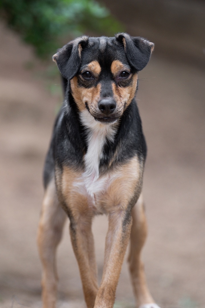 Enlarge Ruby, a Adoptable mixed breed in Ramona, CA image 2/12