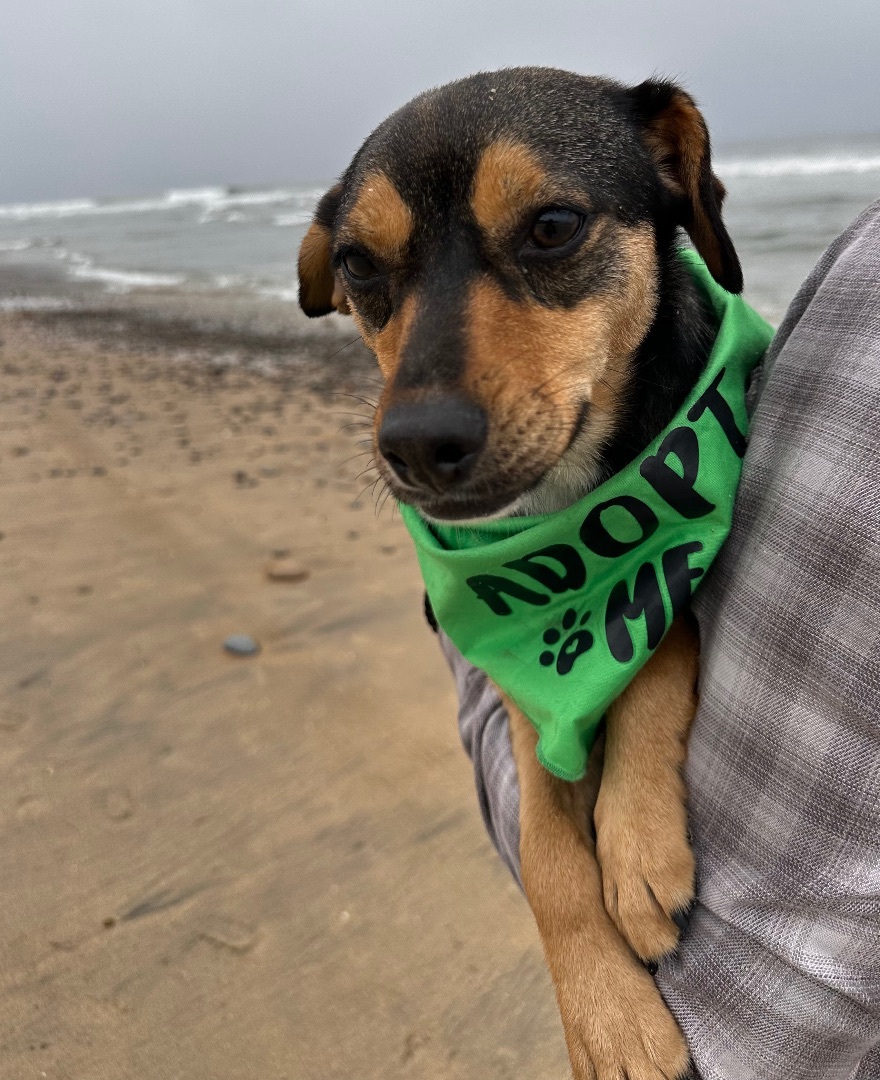 Enlarge Ruby, a Adoptable mixed breed in Ramona, CA image 3/12