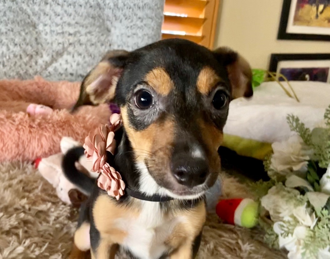 Enlarge Ruby, a Adoptable mixed breed in Ramona, CA image 4/12