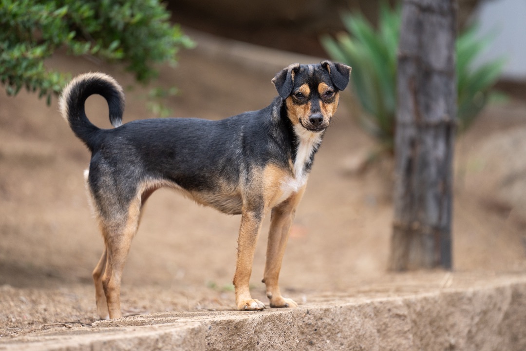 Enlarge Ruby, a Adoptable mixed breed in Ramona, CA image 5/12