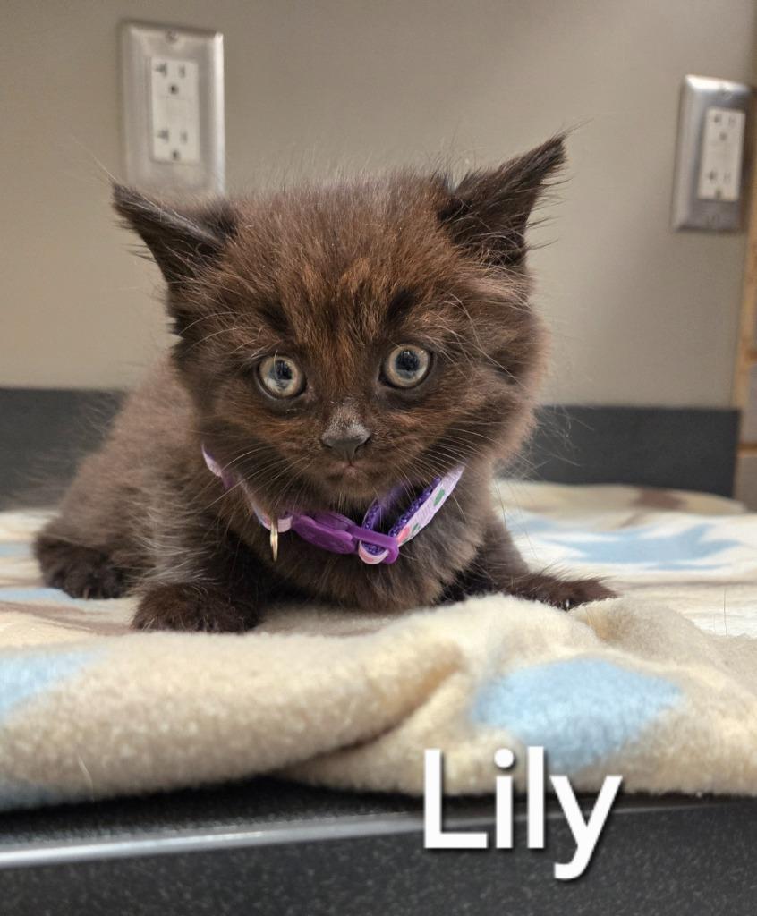 Lily, Adopted, Kitten Female Domestic Medium Hair.
