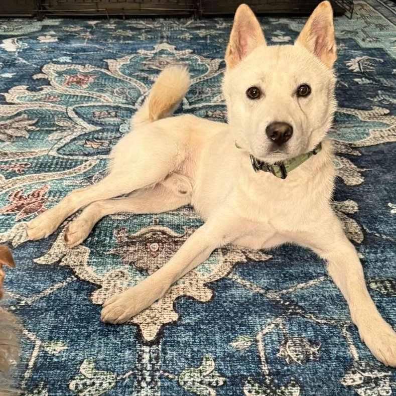 Reaver, ADOPTABLE, Adult Male Jindo.