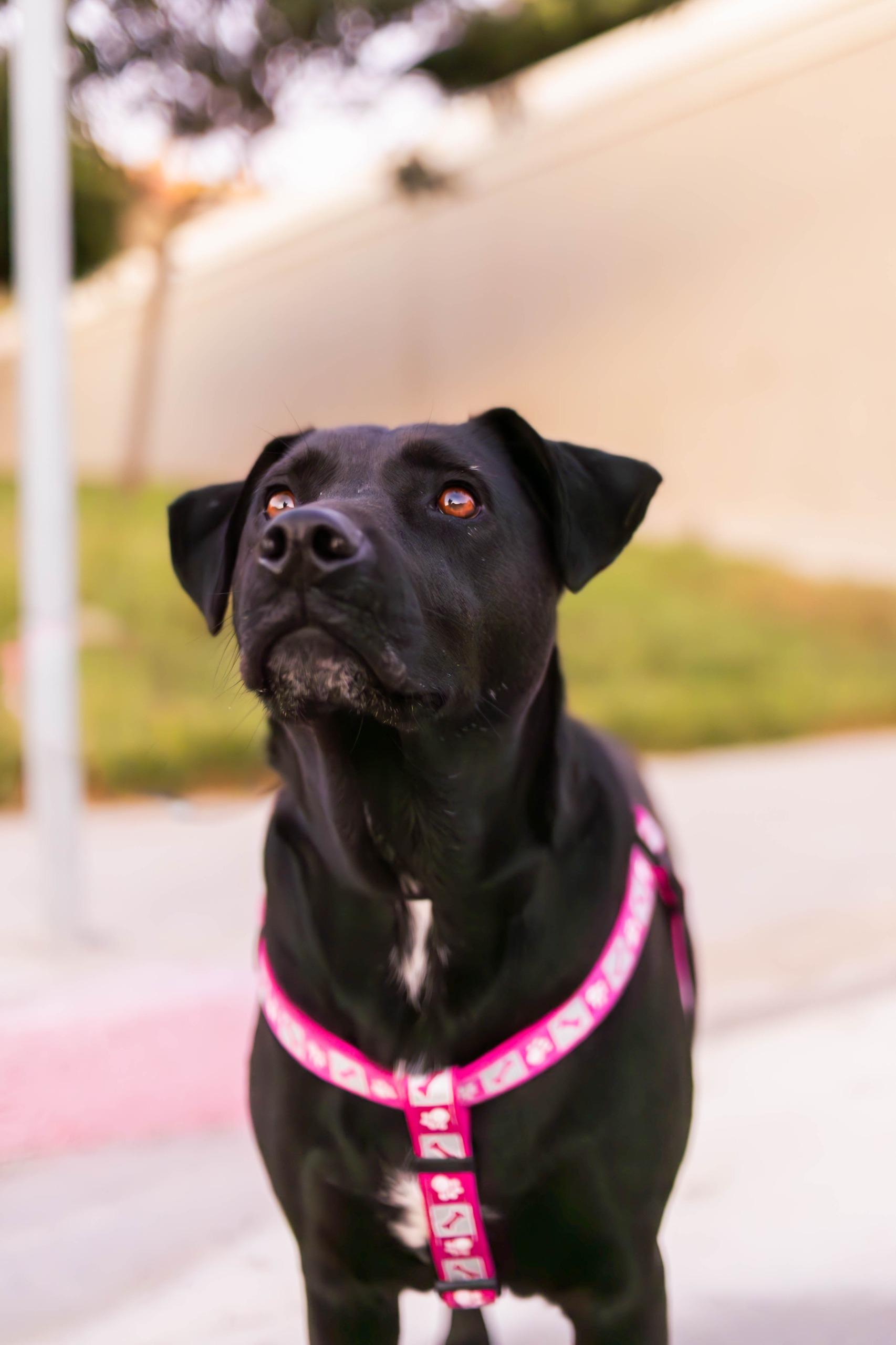 Kala, Adoptable, Young Female Black Labrador Retriever.