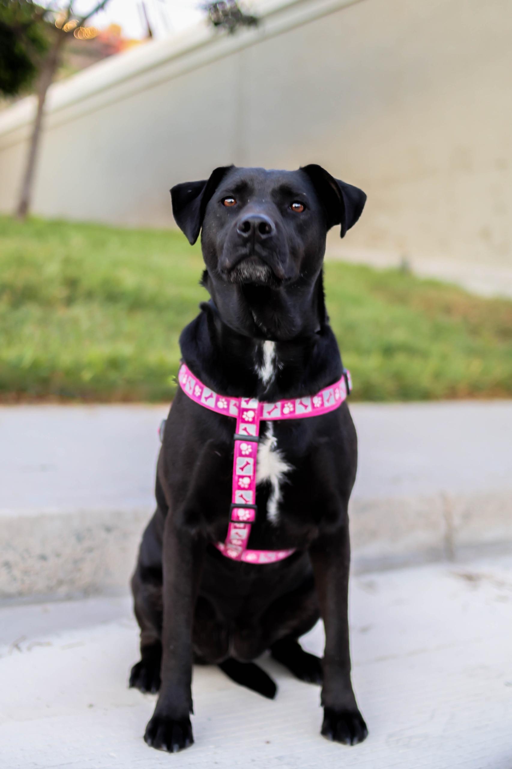 Enlarge Kala, a Adoptable mixed breed in Tijuana, BCN image 6/6
