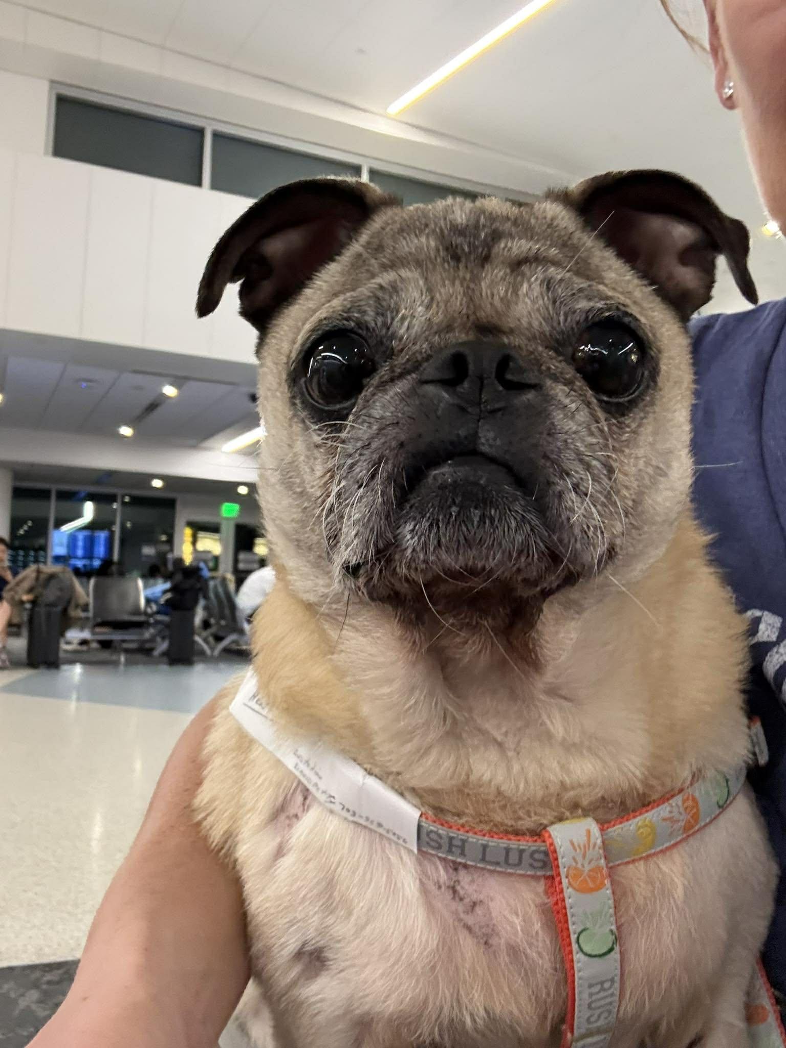 Heathcliff, Adoptable, Adult Male Pug.