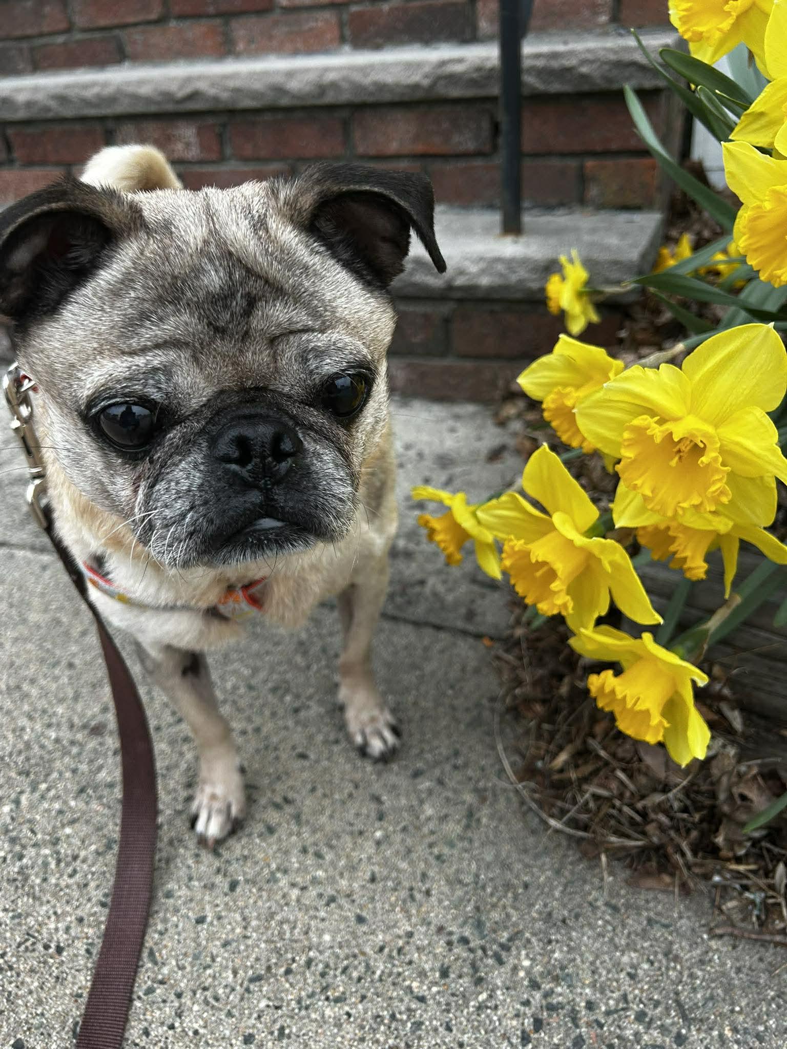 Enlarge Heathcliff, a Adoptable Pug in Pelham, MA image 2/3
