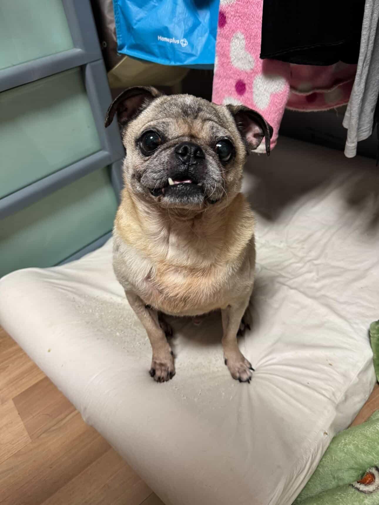 Enlarge Heathcliff, a Adoptable Pug in Pelham, MA image 3/3
