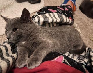 Ursula, Adoptable, Kitten Female Domestic Short Hair & Domestic Short Hair.