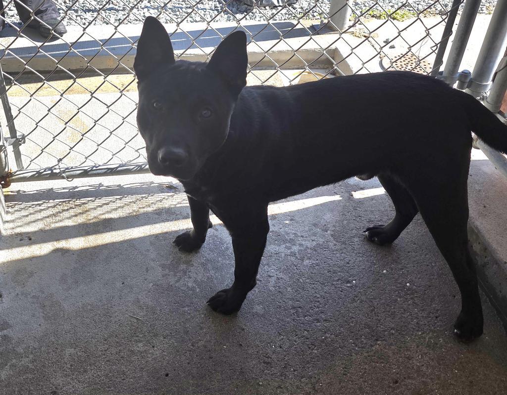 Midnight, Adoptable, Young Male German Shepherd Dog & Shiba Inu.
