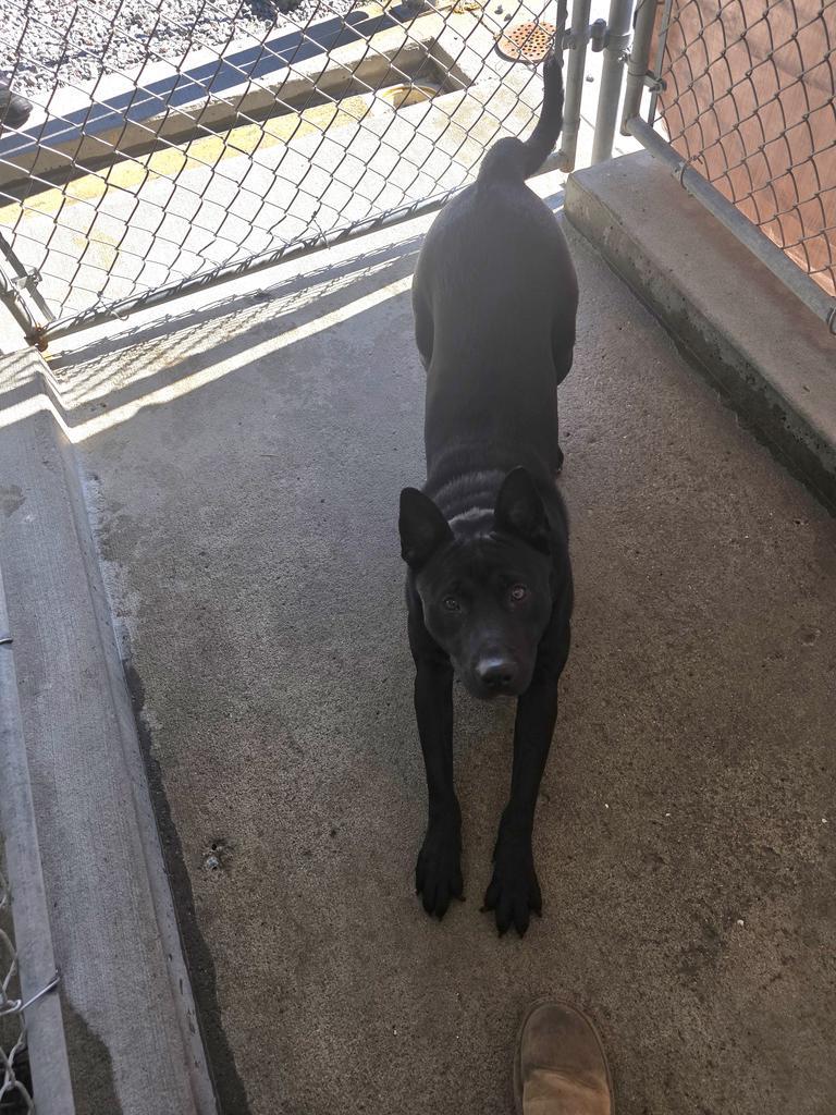 Enlarge Midnight, a Adoptable mixed breed in Camden, TN image 2/2