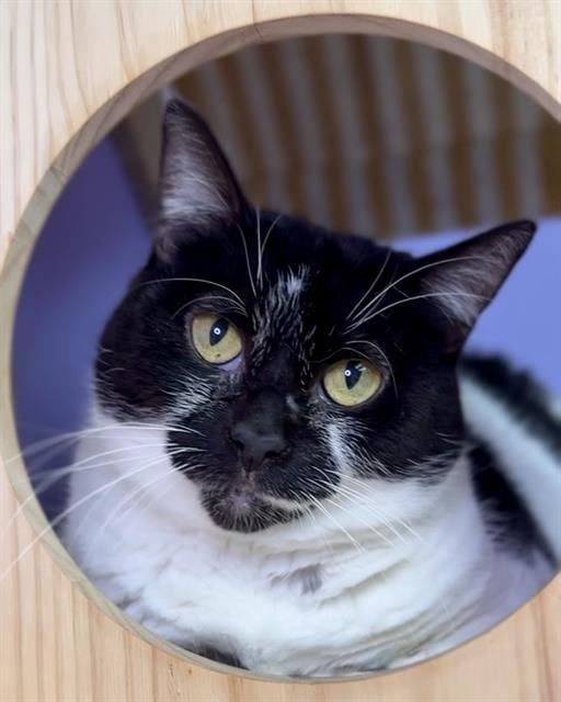 GYPSY, Adoptable, Adult Female Domestic Short Hair.