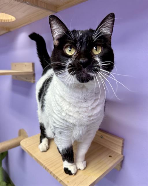 GYPSY, Adoptable, Adult Female Domestic Short Hair.