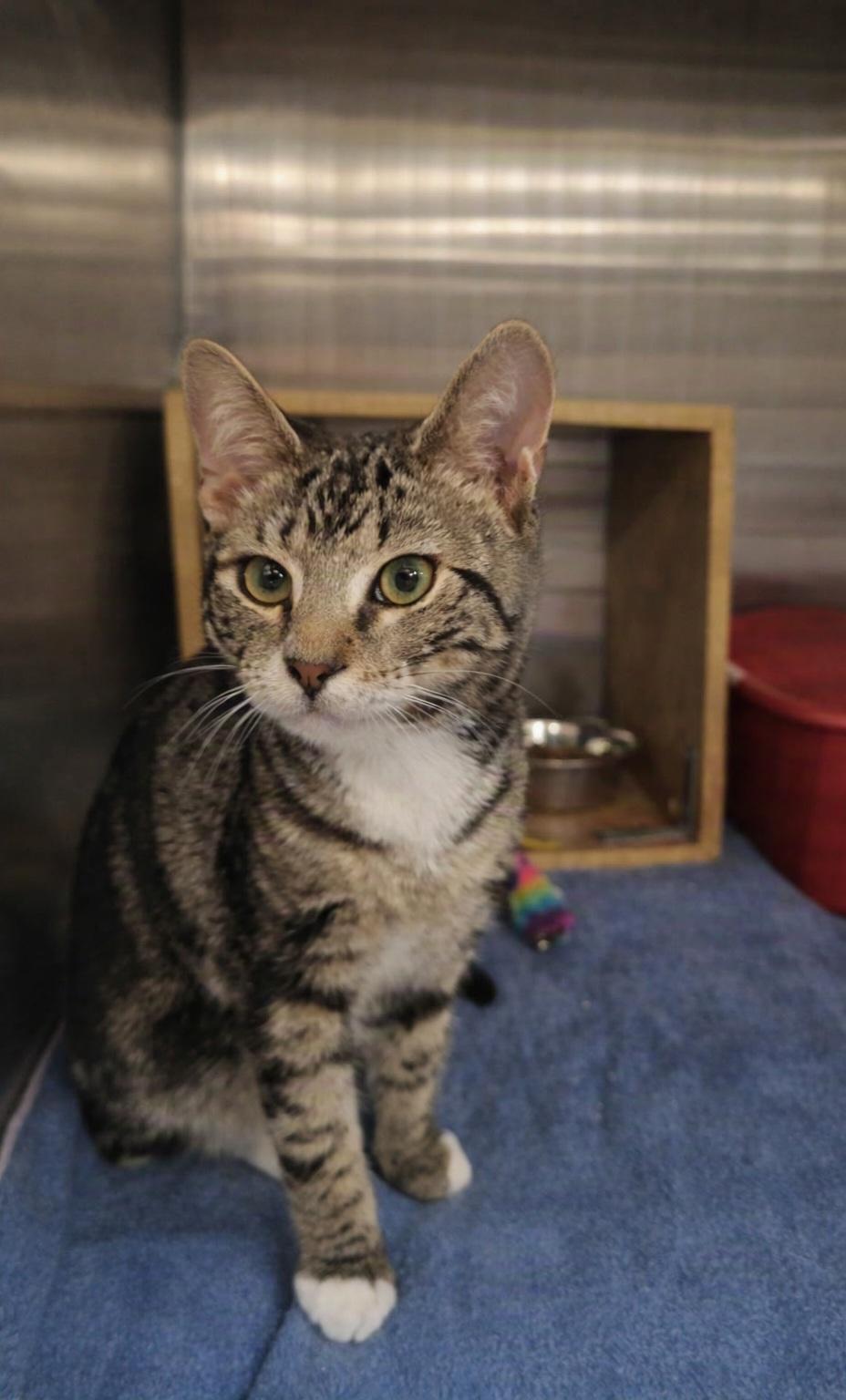 Russell, Adoptable, Kitten Male Domestic Short Hair.