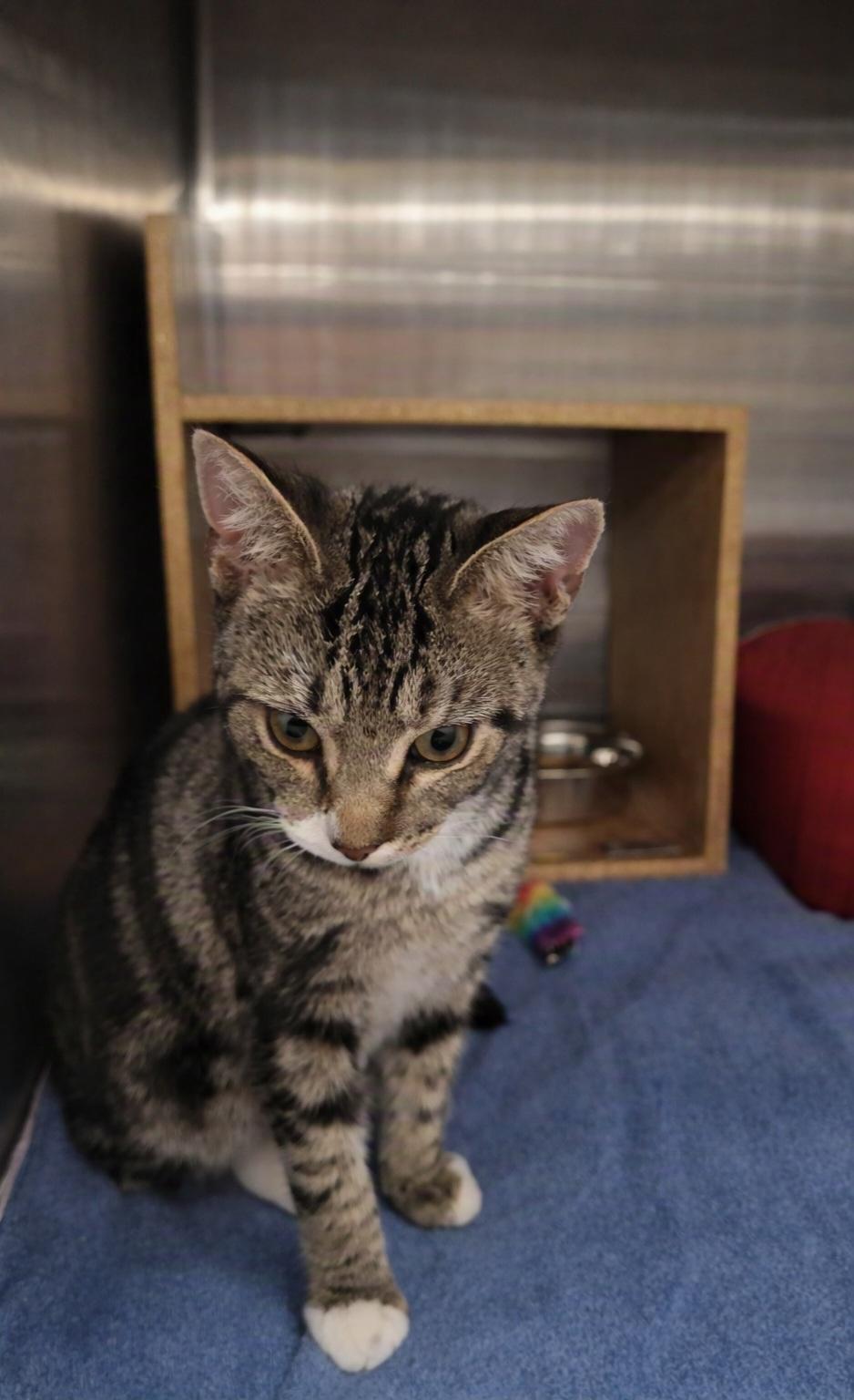 Enlarge Russell, a Adoptable Domestic Short Hair in Morganton, NC image 2/2