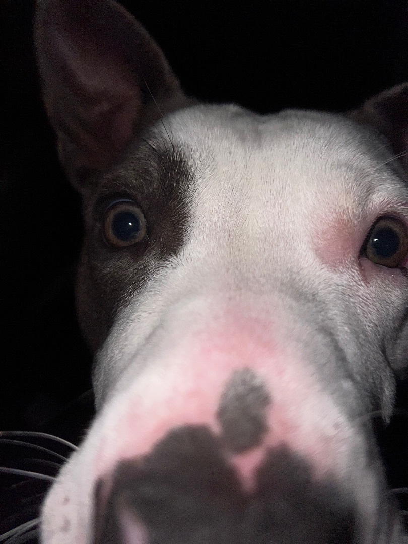 Blue Diamond , Adoptable, Young Female Pit Bull Terrier.