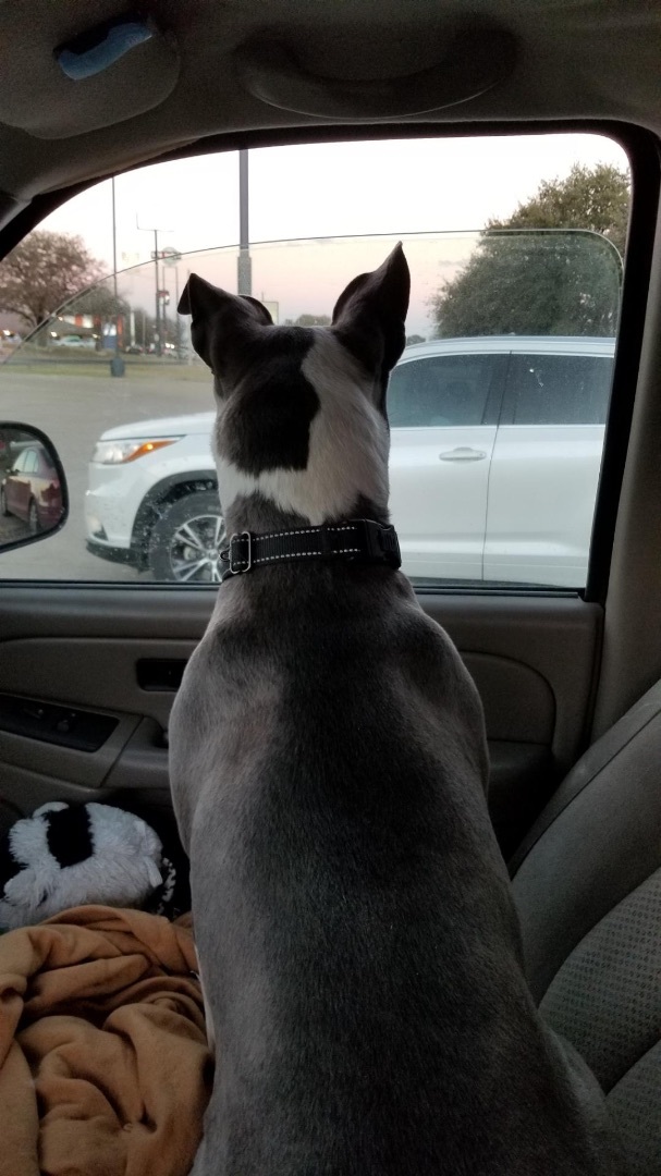 Blue Diamond , a Adoptable mixed breed in Temple, TX image 2/12