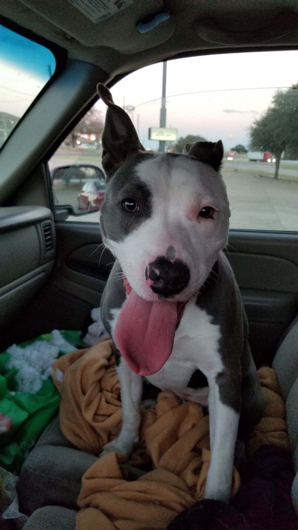 Blue Diamond , a Adoptable mixed breed in Temple, TX image 3/12