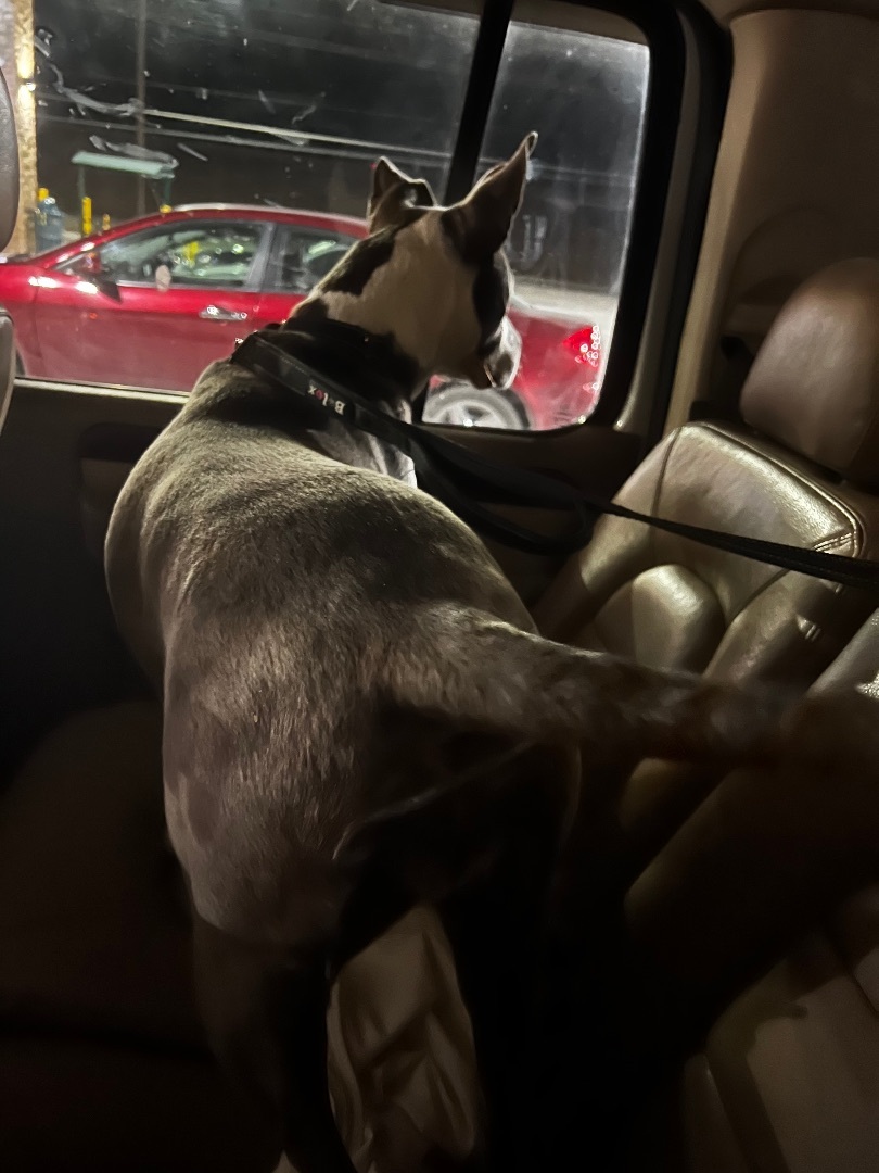 Blue Diamond , a Adoptable mixed breed in Temple, TX image 4/12