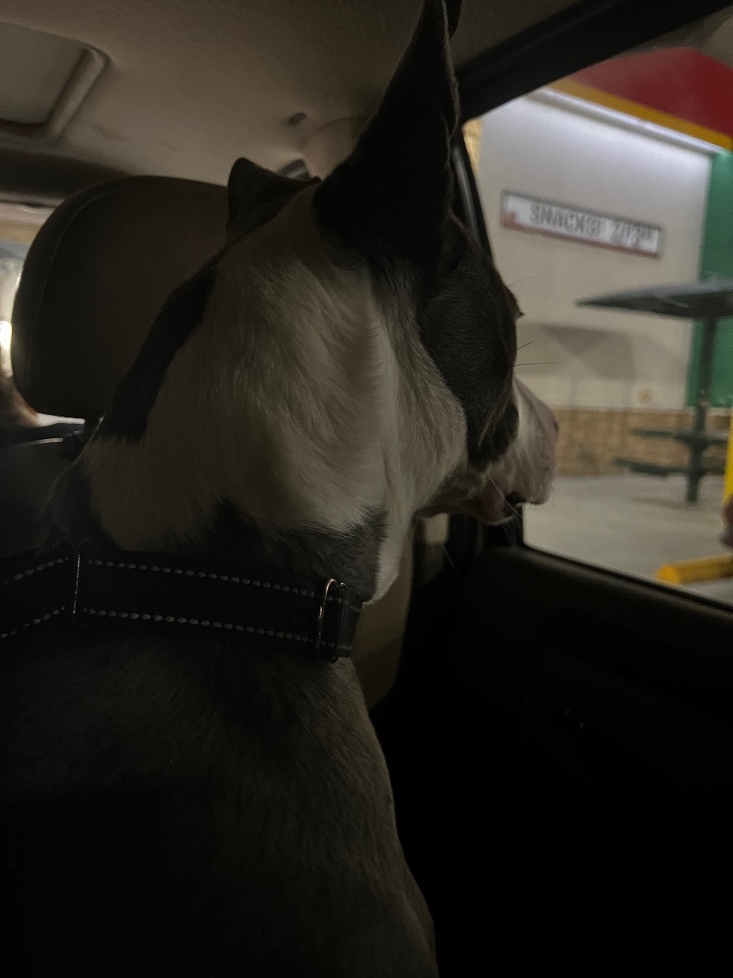 Blue Diamond , a Adoptable mixed breed in Temple, TX image 5/12