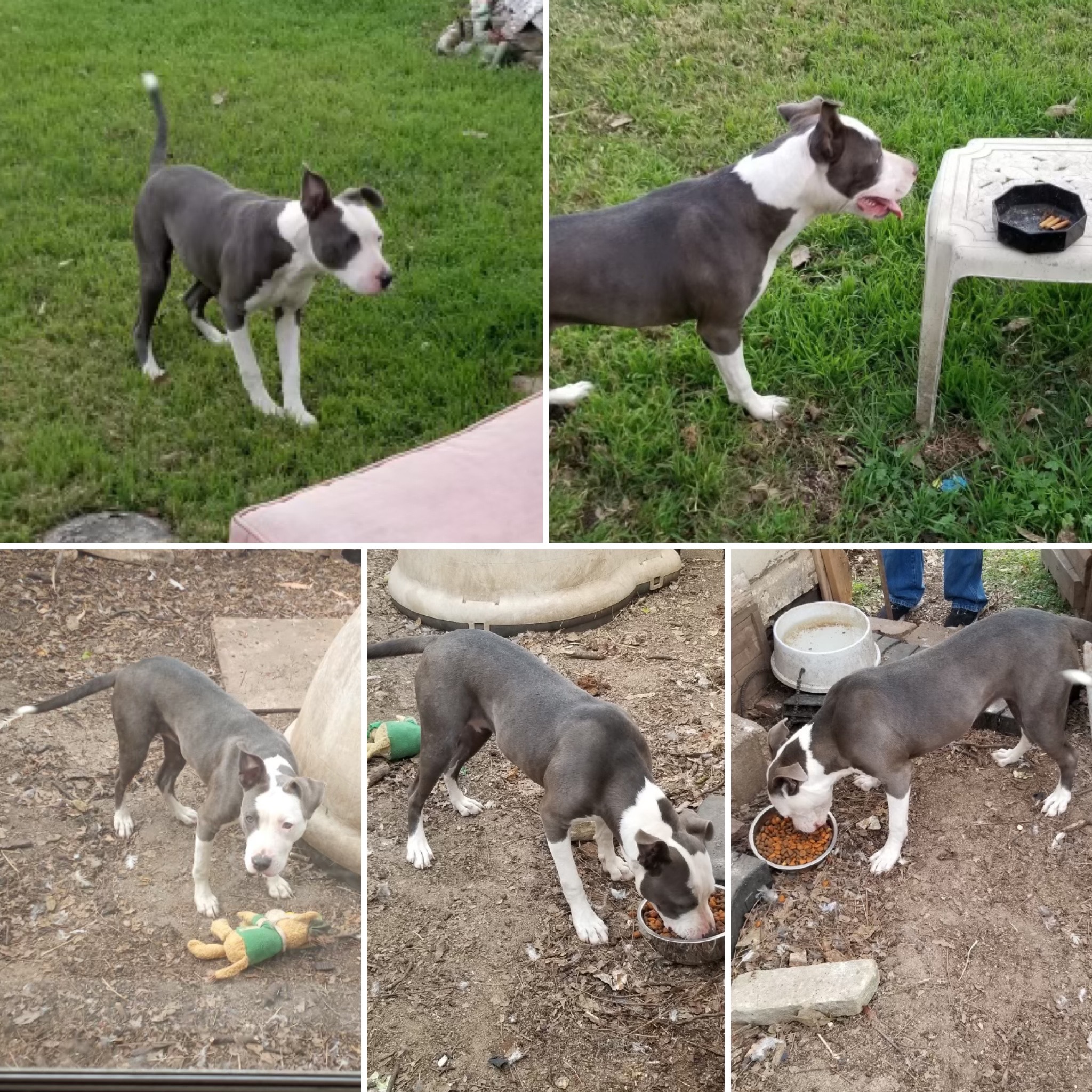 Blue Diamond , a Adoptable mixed breed in Temple, TX image 6/12