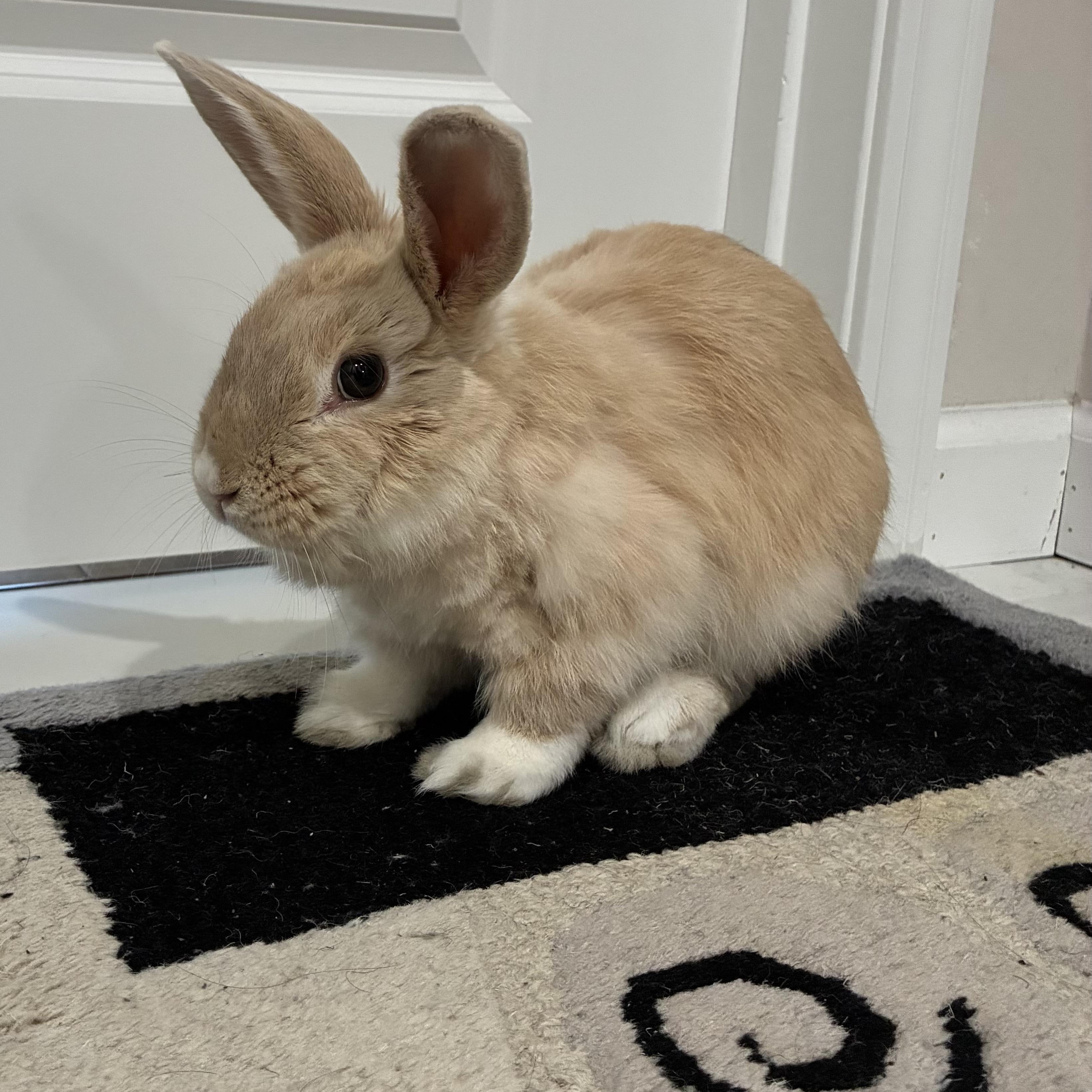 Mattie, a ADOPTABLE Dwarf in Livermore, CA image 2/4