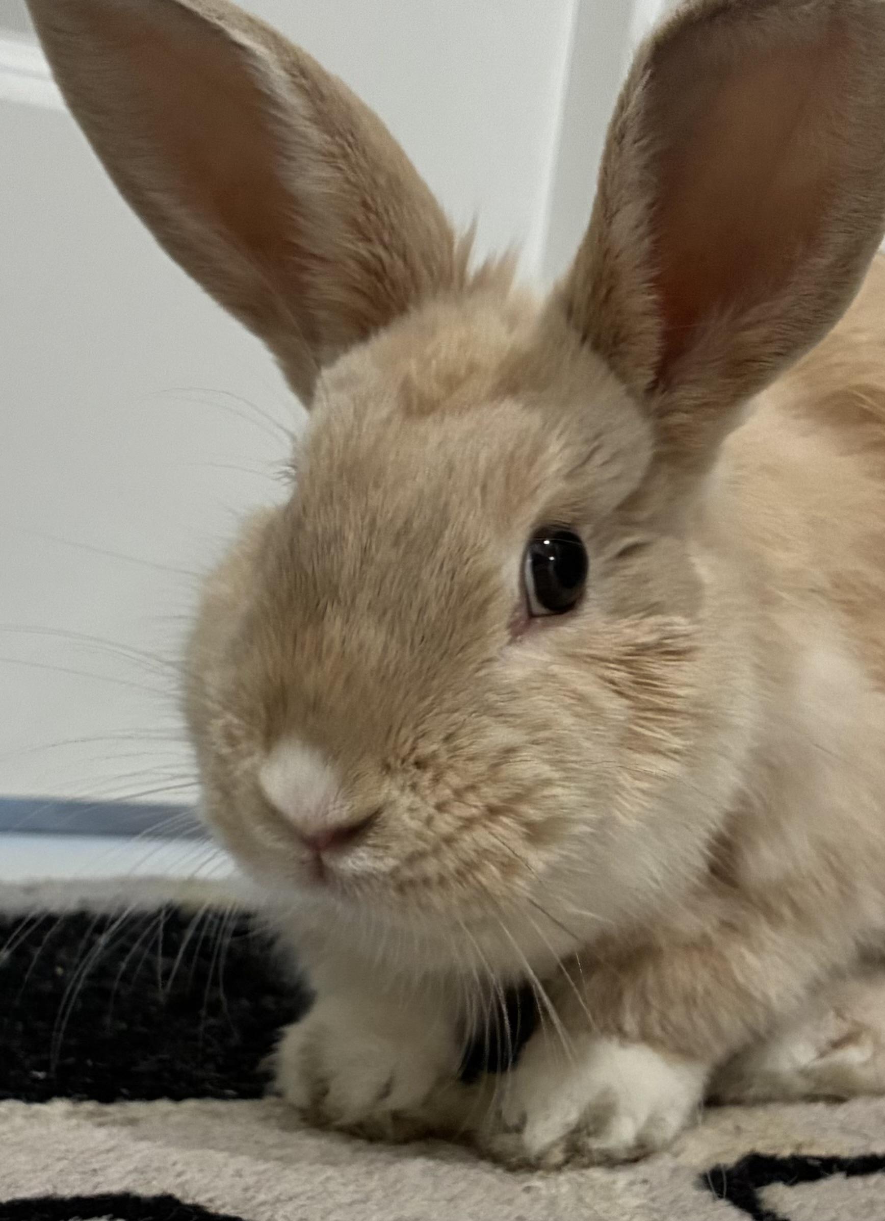 Mattie, a ADOPTABLE Dwarf in Livermore, CA image 3/4