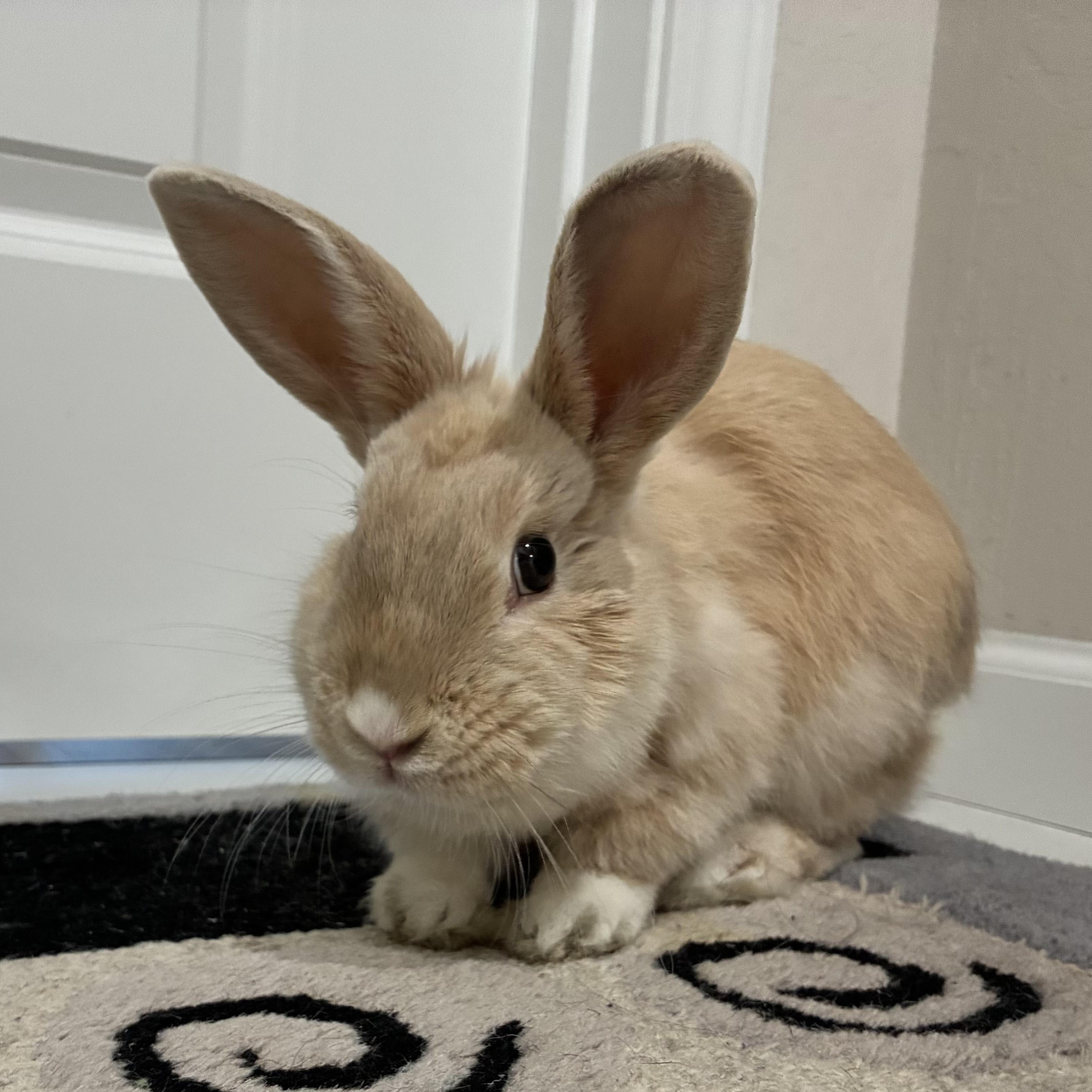Mattie, a ADOPTABLE Dwarf in Livermore, CA image 1/4