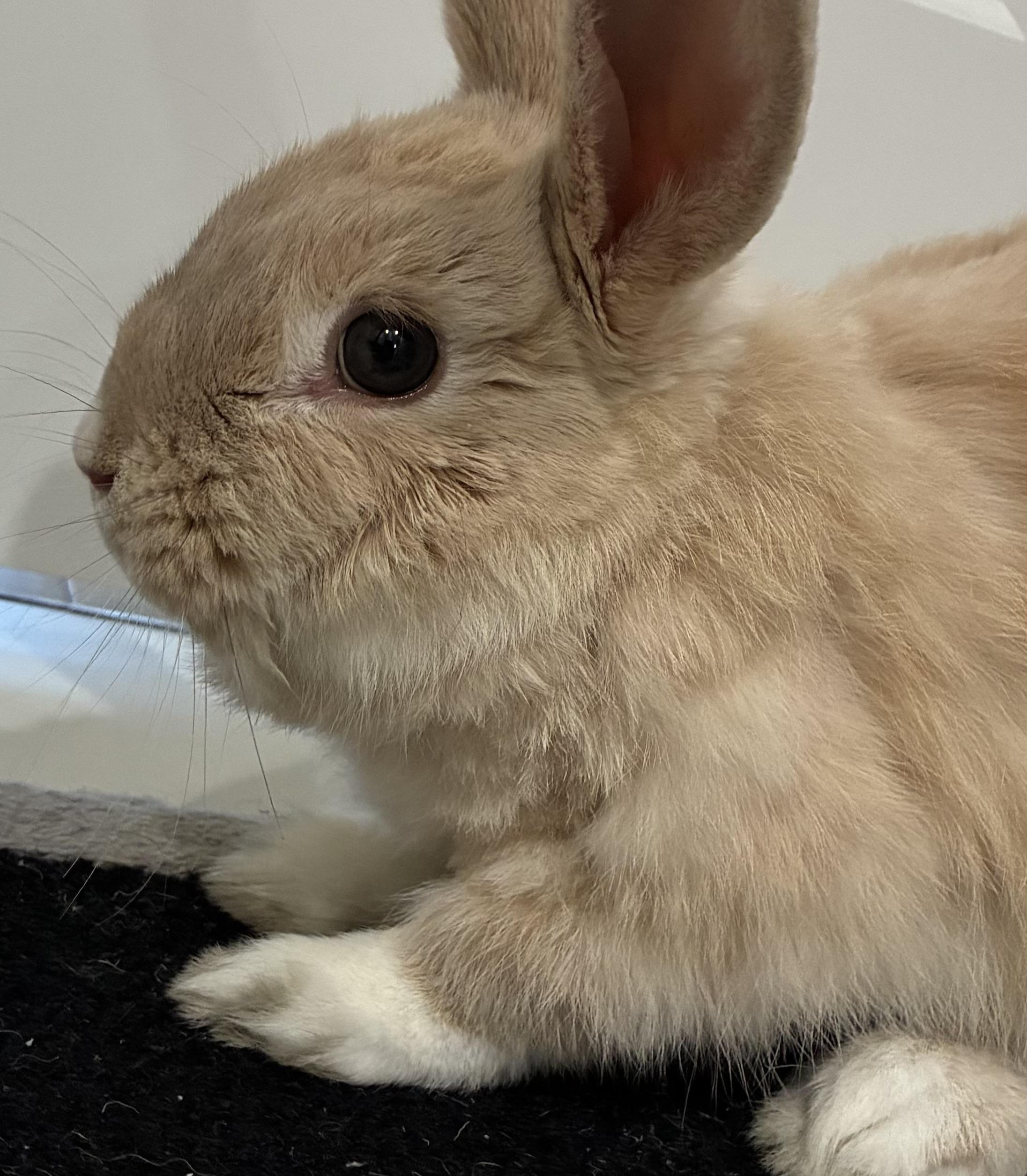 Mattie, a ADOPTABLE Dwarf in Livermore, CA image 4/4