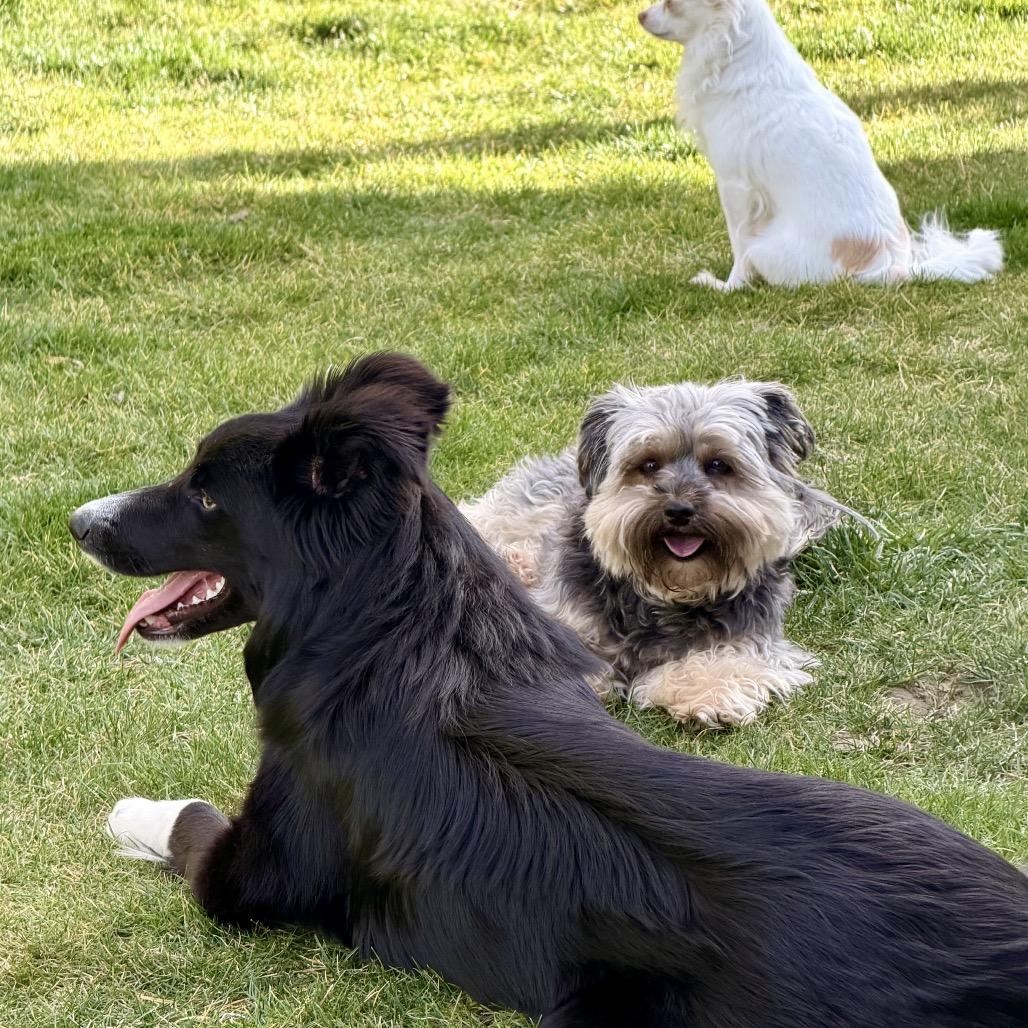 Enlarge Sapphire, a Adoptable Collie in West Richland, WA image 2/5