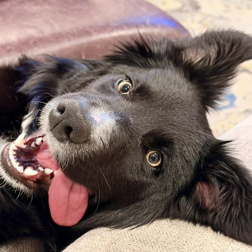 Enlarge Sapphire, a Adoptable Collie in West Richland, WA image 3/5