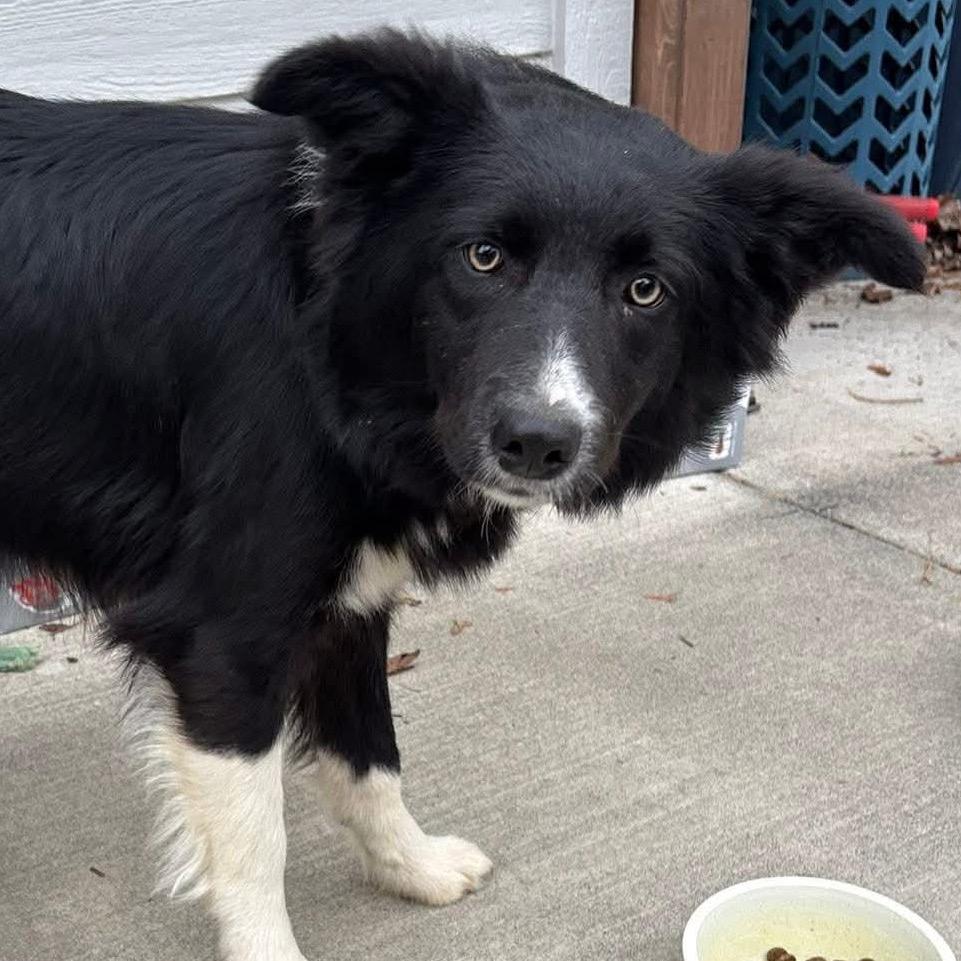 Enlarge Sapphire, a Adoptable Collie in West Richland, WA image 4/5