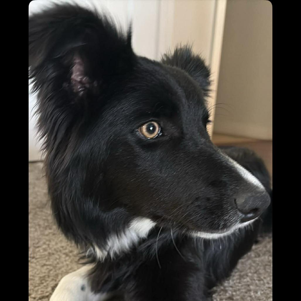 Enlarge Sapphire, a Adoptable Collie in West Richland, WA image 5/5