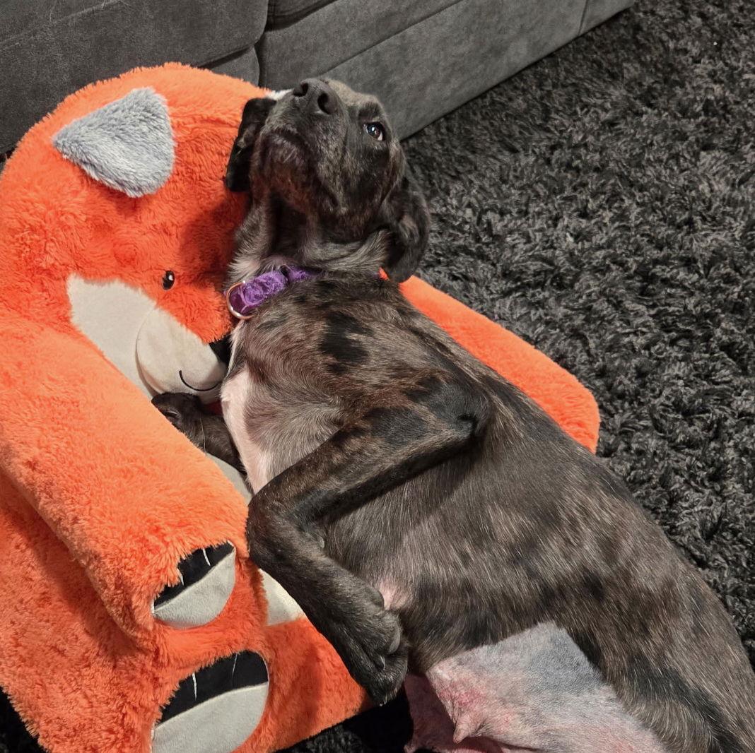 DULCE, Adoptable, Young Female Labrador Retriever & Catahoula Leopard Dog.