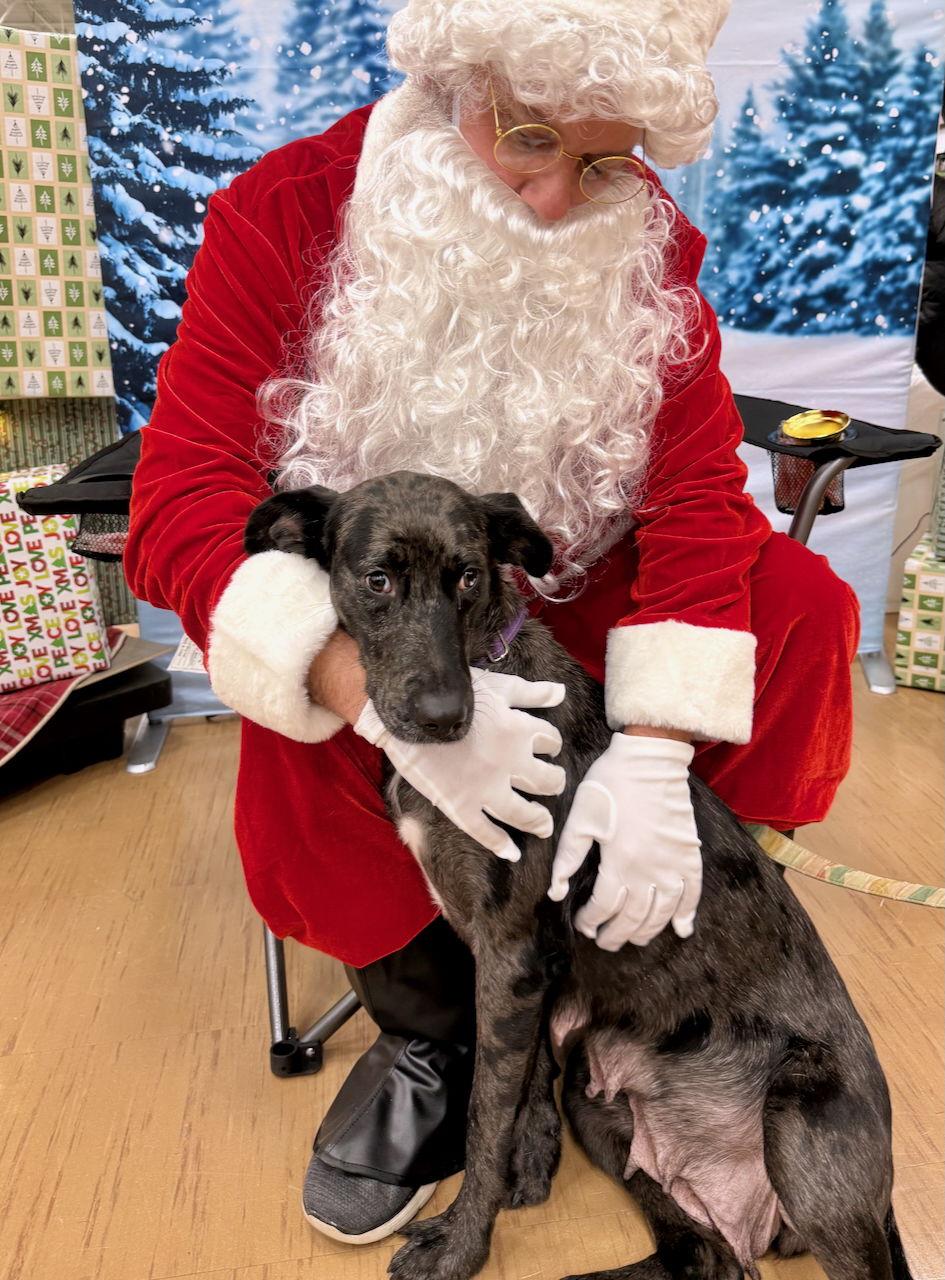 Enlarge DULCE, a Adoptable mixed breed in GILBERTS, IL image 2/3