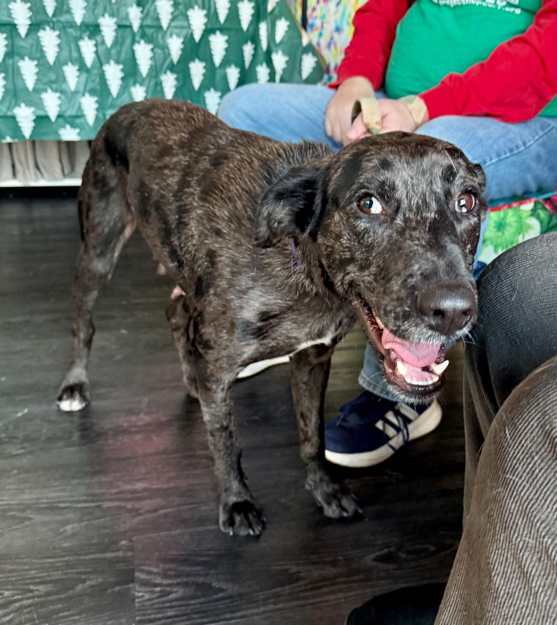 Enlarge DULCE, a Adoptable mixed breed in GILBERTS, IL image 3/3